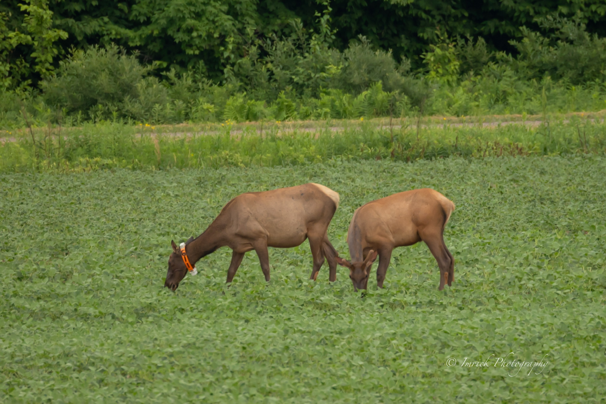 Two Elk Grazing Field